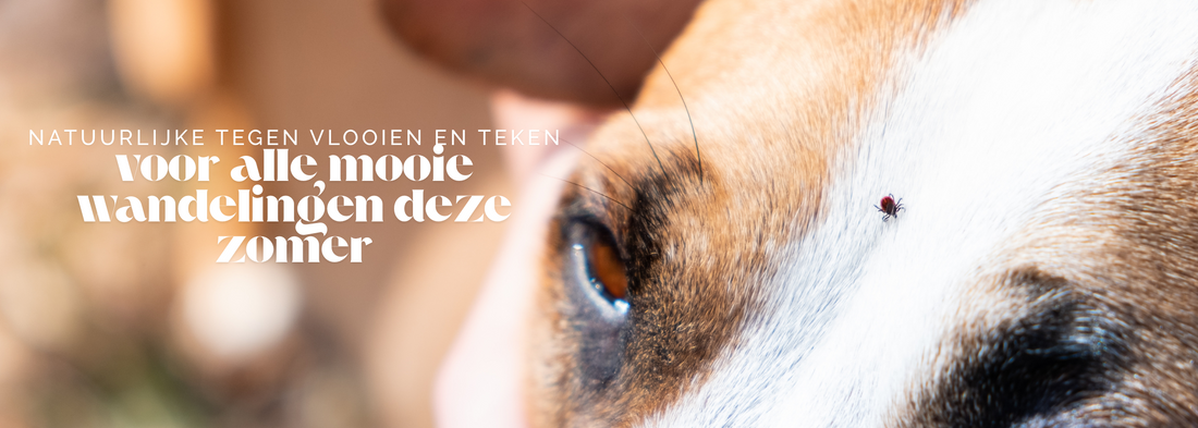 Vlooien en teken… bleh! Hoe zit het met natuurlijke bestrijding (en waarom het een slim idee is)