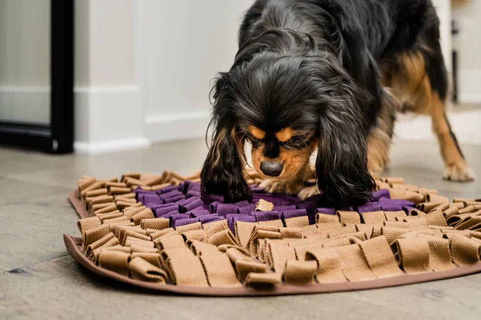 Enrichment voor honden: zoveel meer dan een voedselbak!